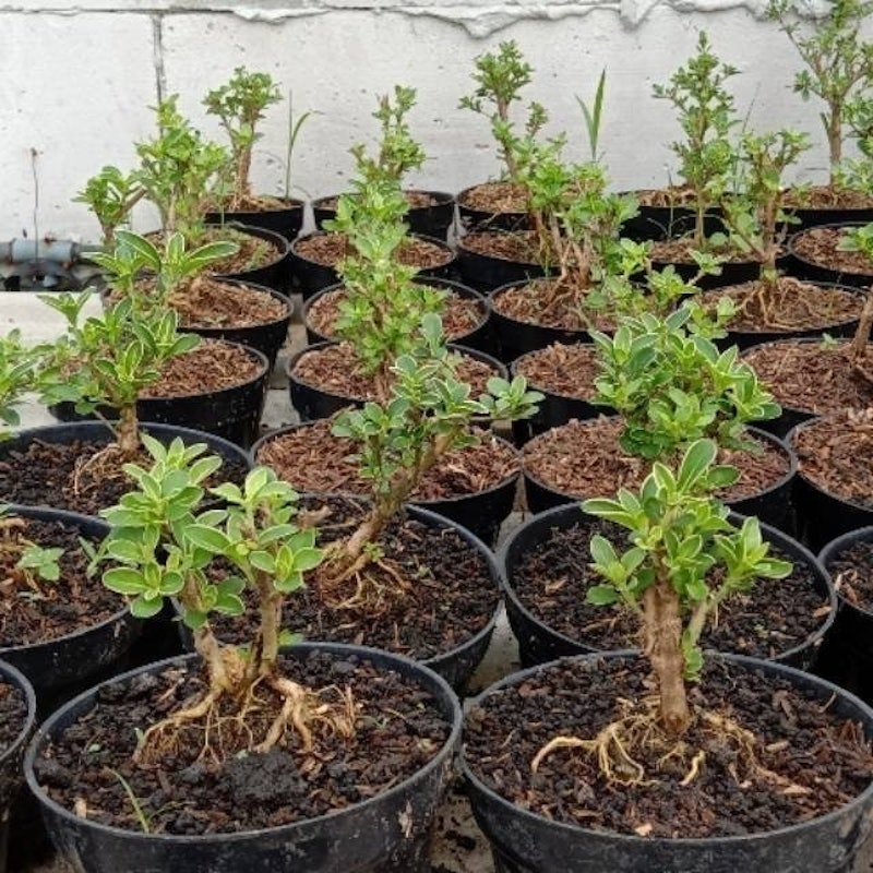 Bonsai Mame Mirten 2