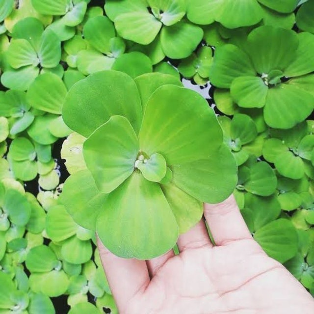  Bibit Pistia stratiotes (apu-apu)