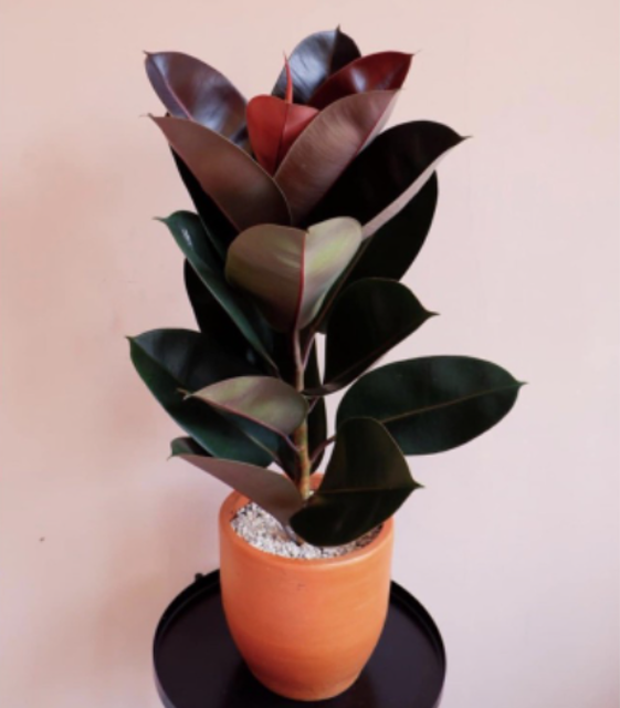 Rubber Plant 4