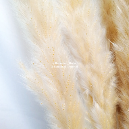 Dried Pampas Natural 5