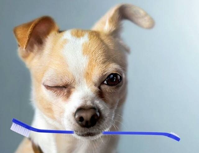  Sikat Gigi Anjing Kucing Musang