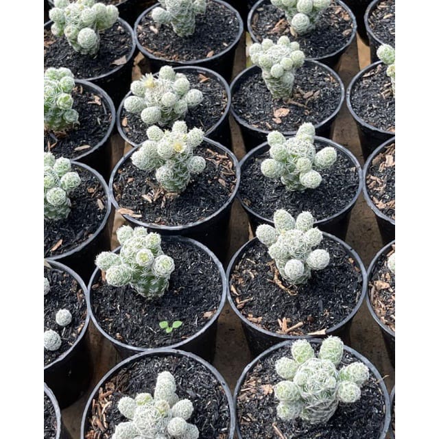  Kaktus Mammillaria Gracilis