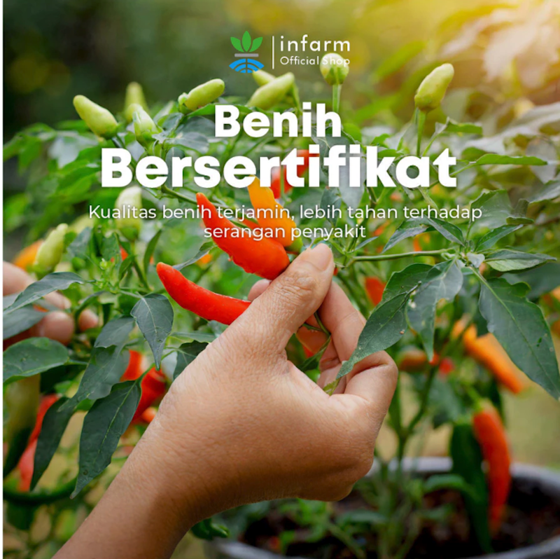 INFARM Cabe Rawit Min Cha 4