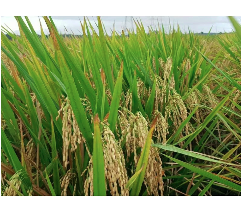  Padi Unggul Lokal Jawa Barat Cibatu 06 5 kg