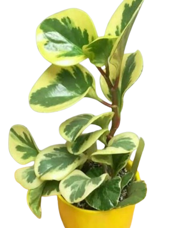 Paperomia Obtusifolia Variegata 3