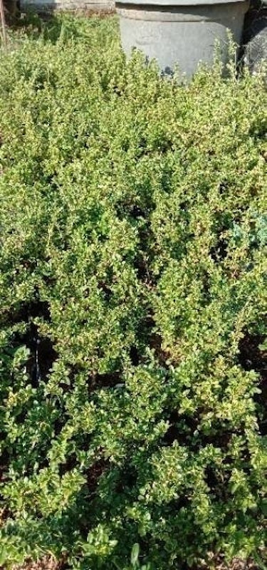 Bonsai Mame Mirten 3