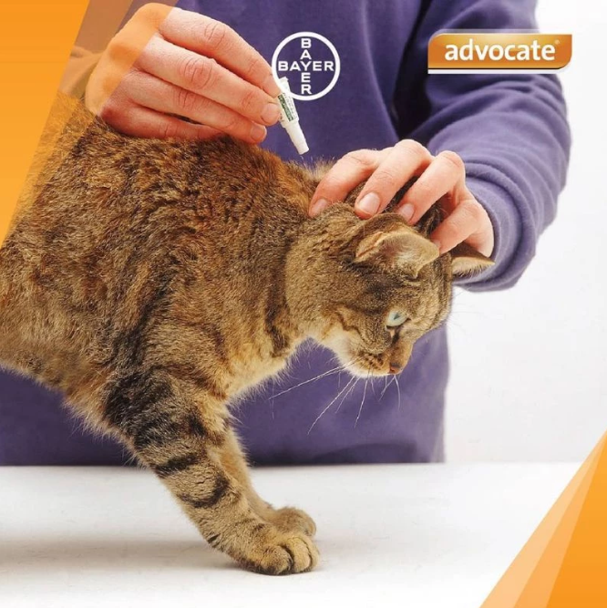Bayer Advocate for Large Cat 4-8 kg