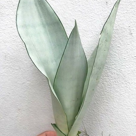 Sansevieria trifasciata 'Moonshine' 3
