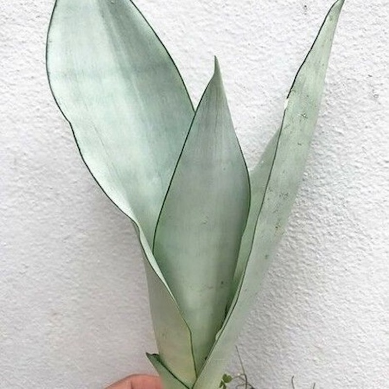 Sansevieria trifasciata 'Moonshine' 3