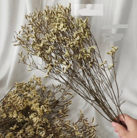 Preserved Limonium 4