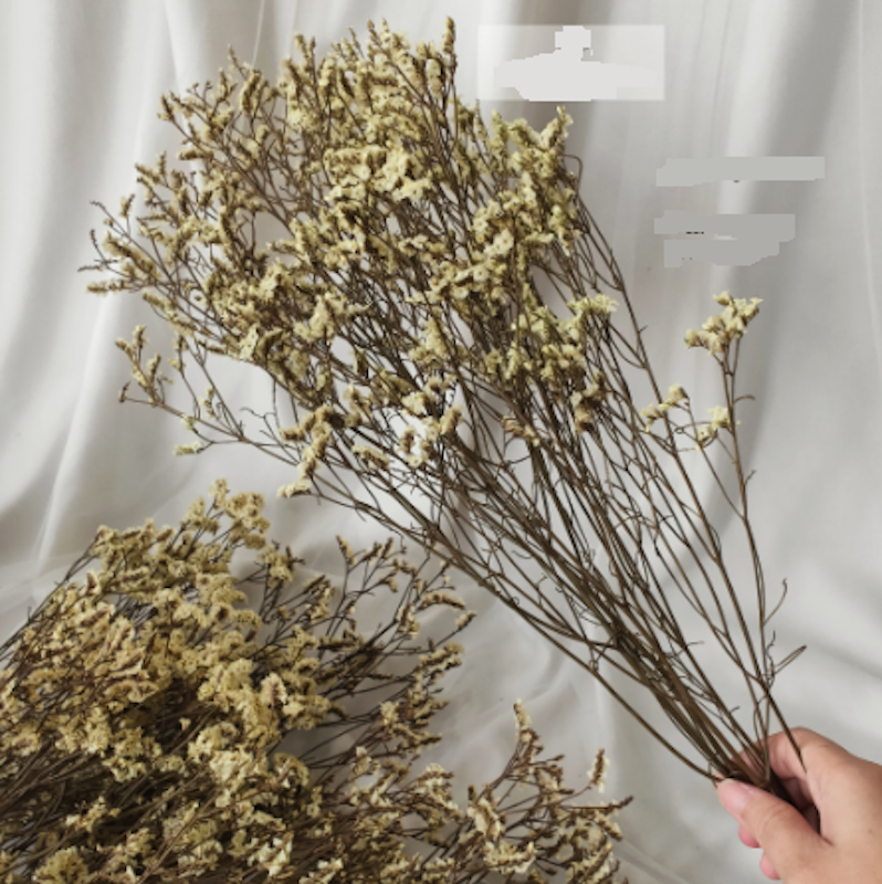 Preserved Limonium 4