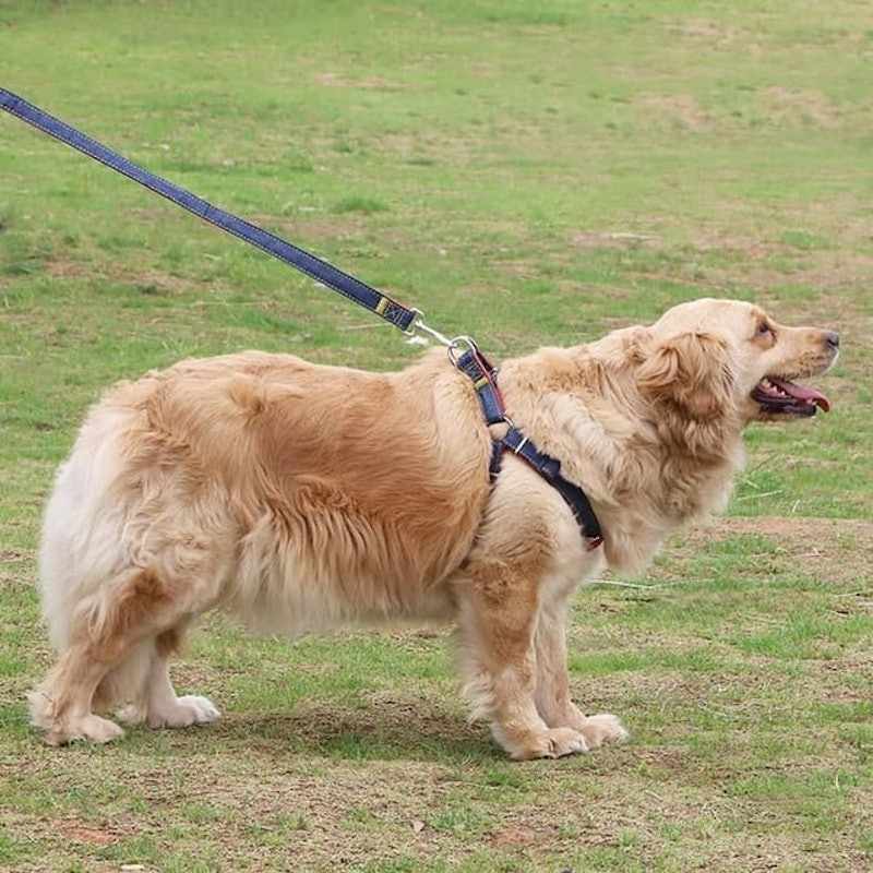Dog Harness 4