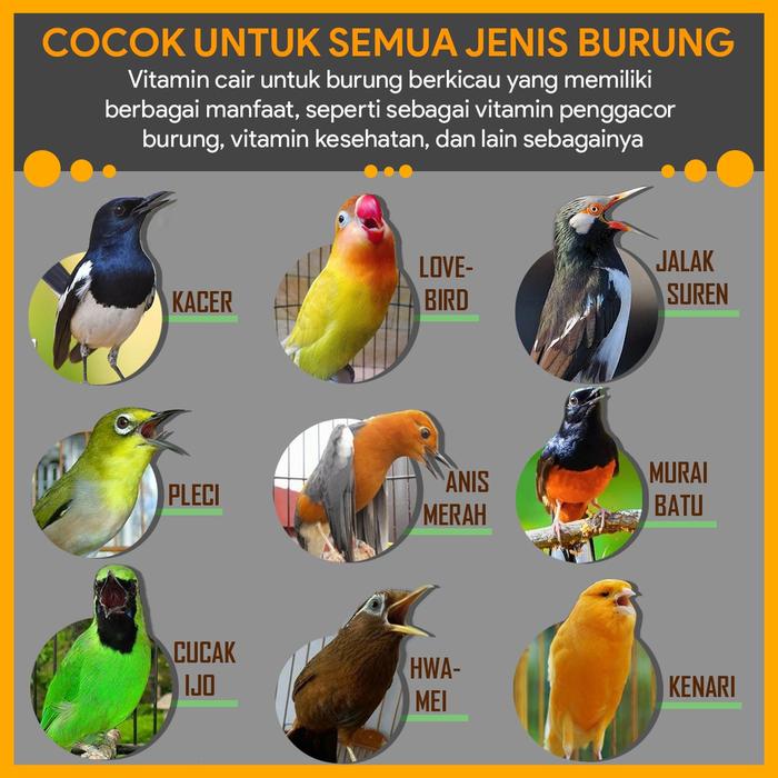  X-POWER Vitamin Burung Berkicau