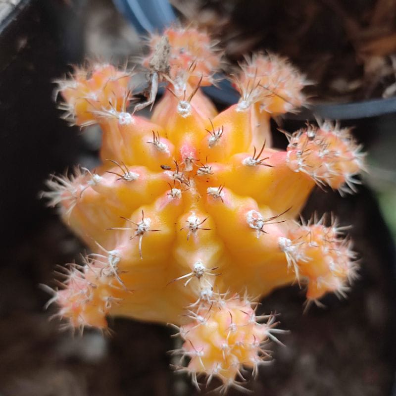  Kaktus Hias Grafting Gymno Impor