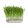 null Purie Garden Bibit Rumput Gandum Kucing 1
