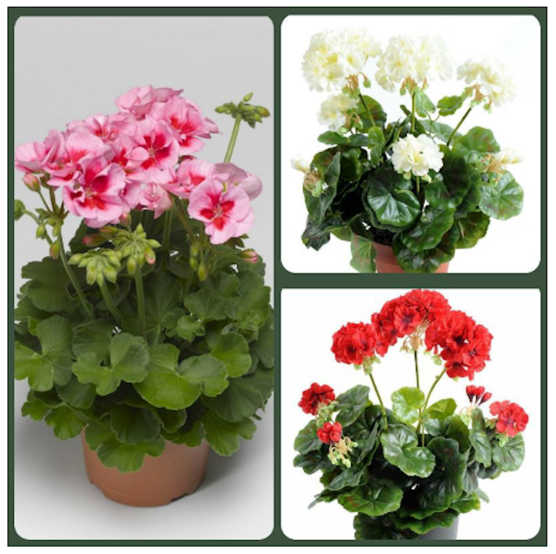 Tanaman Geranium 3