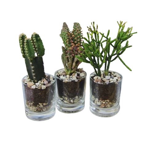 Terrarium Kaktus Sukulen DIY Planting Kit