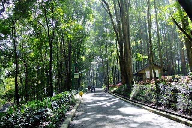 Wisata Tebing Keraton Dan Mengunjungi Taman Hutan Raya 2
