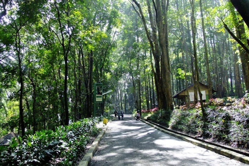 Wisata Tebing Keraton Dan Mengunjungi Taman Hutan Raya 2