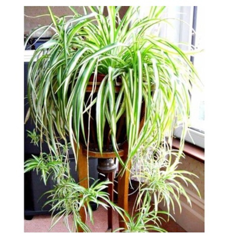 Lili Paris / Spider Plant (Chlorophytum comosum) 2