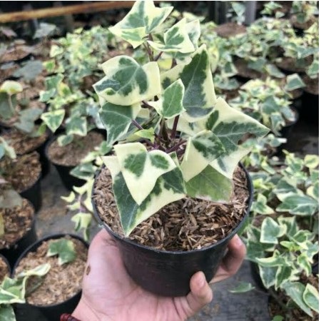 English Ivy (Hedera helix) 5