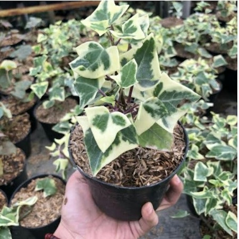 English Ivy (Hedera helix) 5