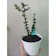 Bonsai Mame Mirten 1