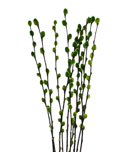 Dried Pussy Willow 3