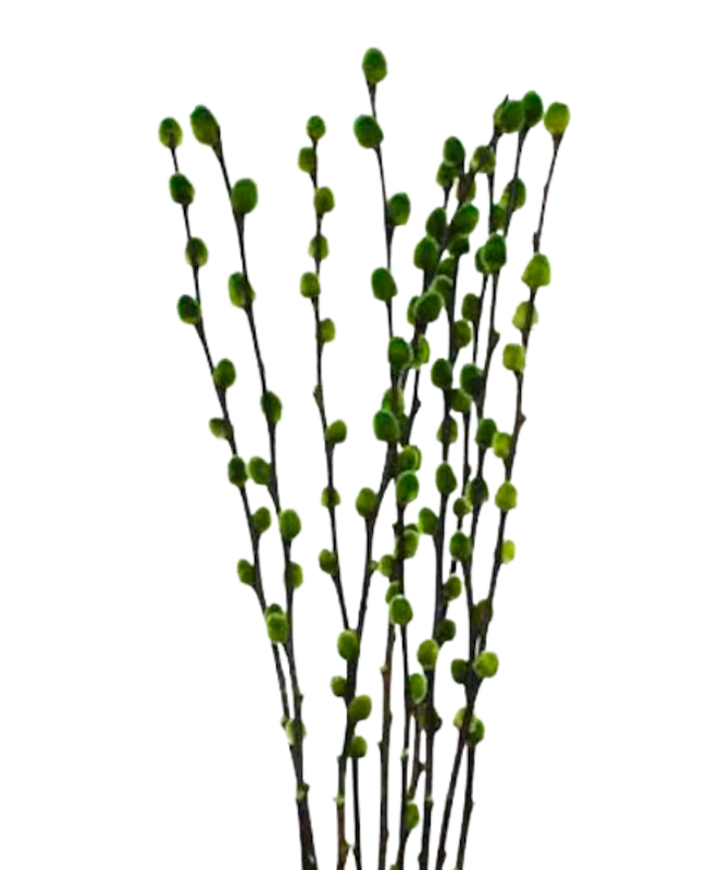 Dried Pussy Willow 3