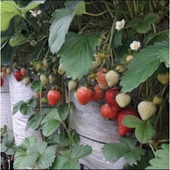 Bibit Strawberry Mencir
