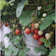 Bibit Strawberry Mencir 1