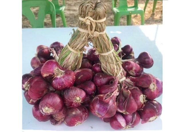  BEJO Seeds - Benih Bawang Merah Maserati F1