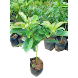 10 Rekomendasi Tanaman Herbal Terbaik 3