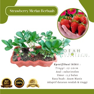  Bibit Strawberry Merlan
