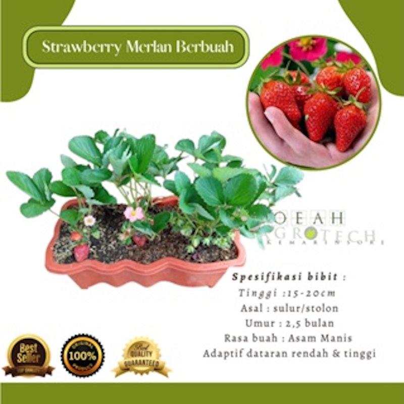 Bibit Strawberry Merlan 4
