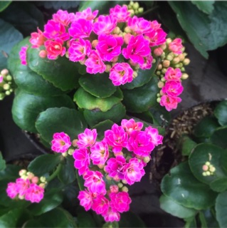 Cocor Bebek / Kalanchoe calandiva 4