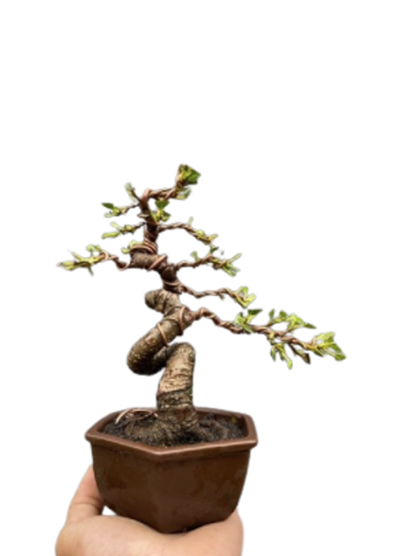 Bonsai Kimeng Program Biji 1