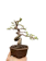 Bonsai Kimeng Program Biji 1