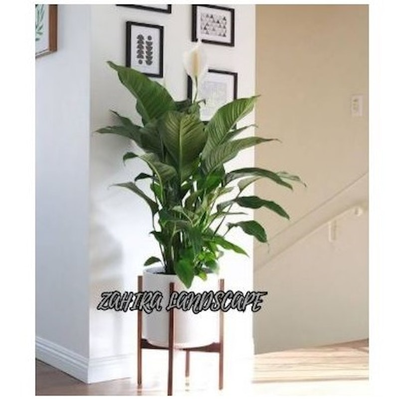 Peace Lily (Spathiphyllum) 5