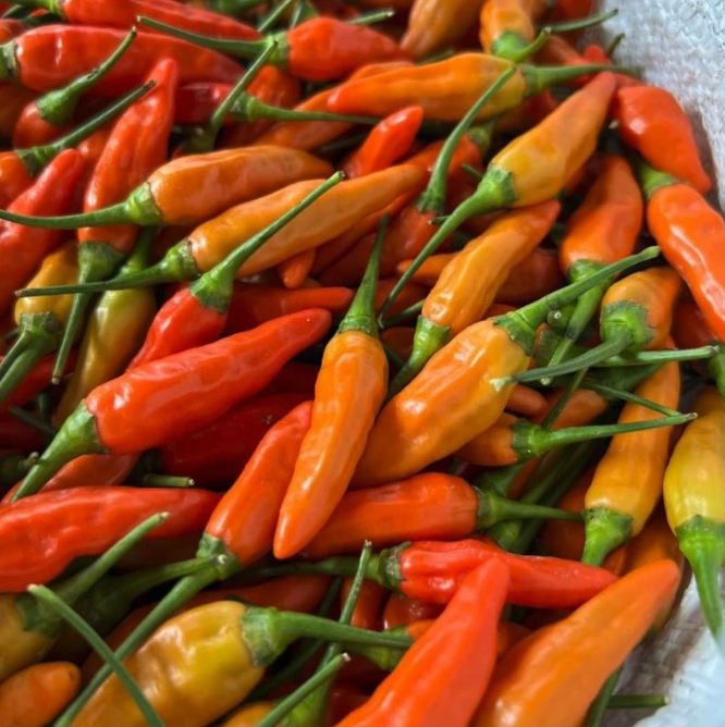 Aura Seed Indonesia Aura Seed Cabai Rawit Unggul ORI 212