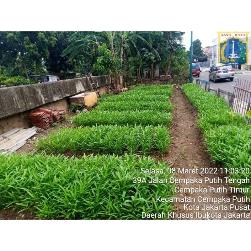 Garuda Seed Kangkung Unggul "RAJAWALI"