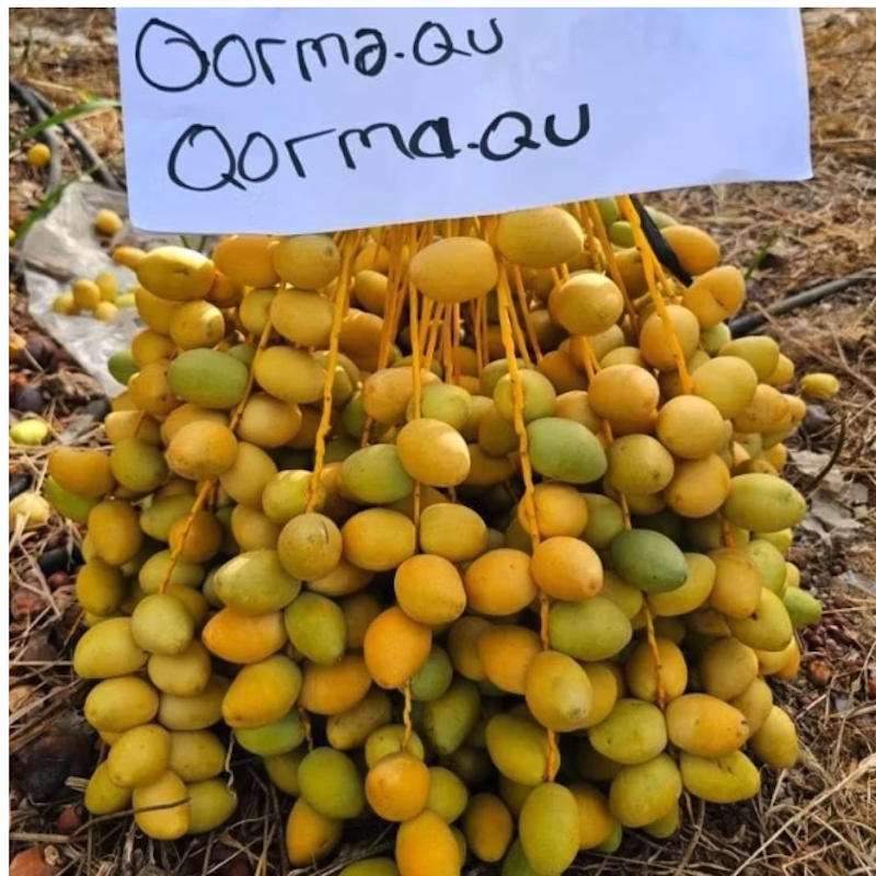 QORMA.QU Kurma Muda 3