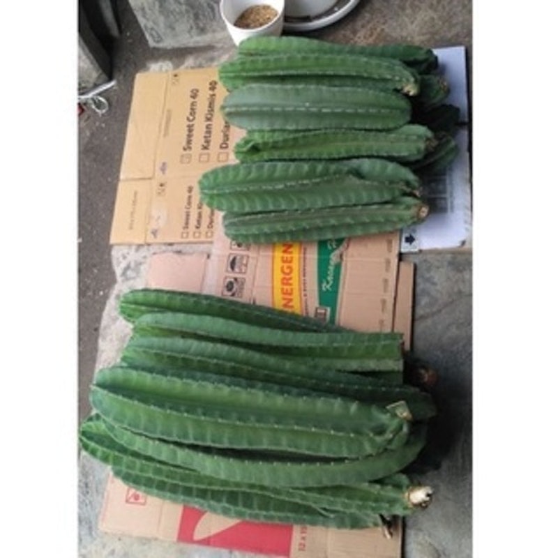 Tanaman Kaktus Koboi Belimbing 3