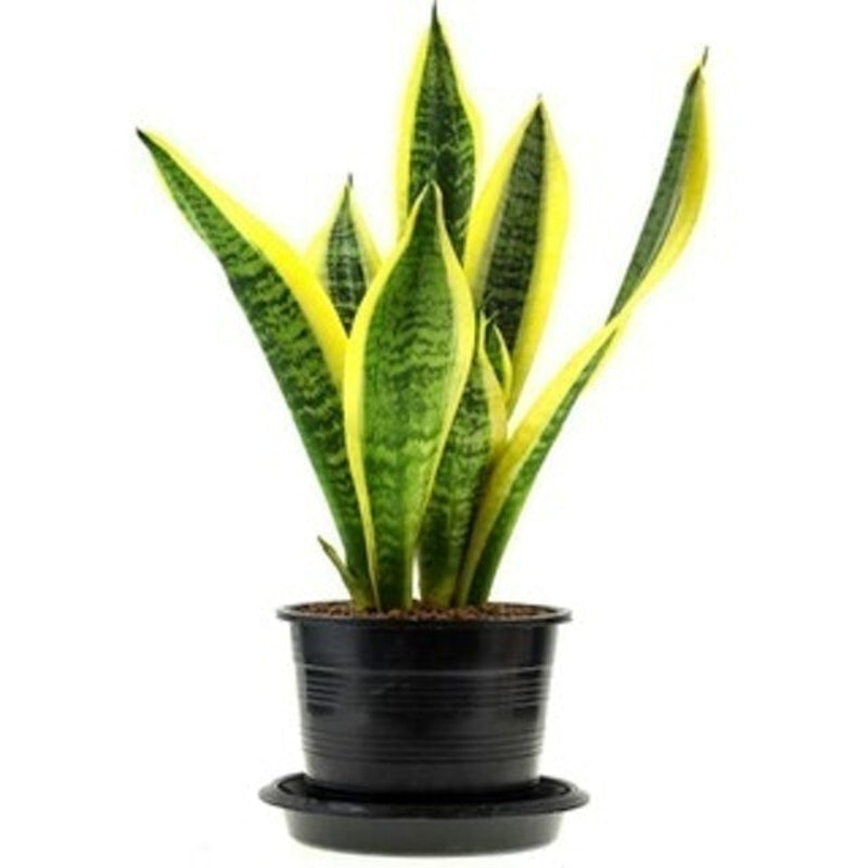 Sansevieria trifasciata 'Laurentii' 1