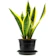 Sansevieria trifasciata 'Laurentii' 1
