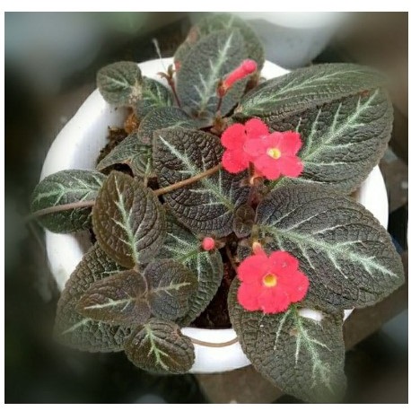 Tanaman Hias Episcia 2