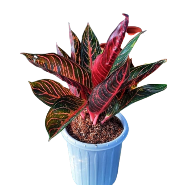 Bibit Aglaonema