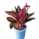 Bibit Aglaonema 1