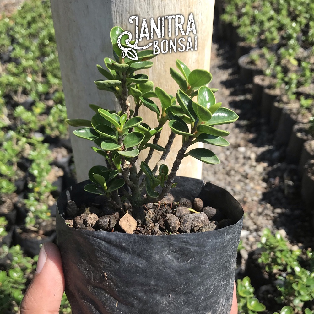  Bonsai Mikro Dolar Mangkok Pupus Merah