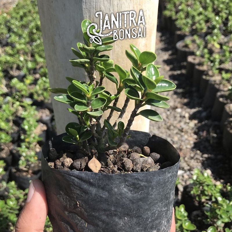 Bonsai Mikro Dolar Mangkok Pupus Merah 5